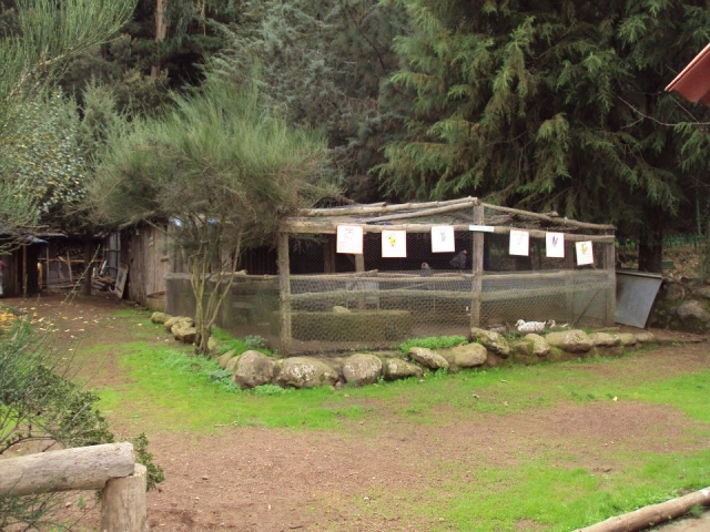 El corral de las gallinas